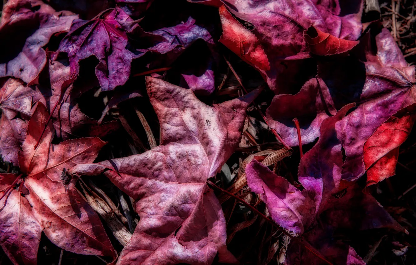 Photo wallpaper autumn, leaves, fallen leaves
