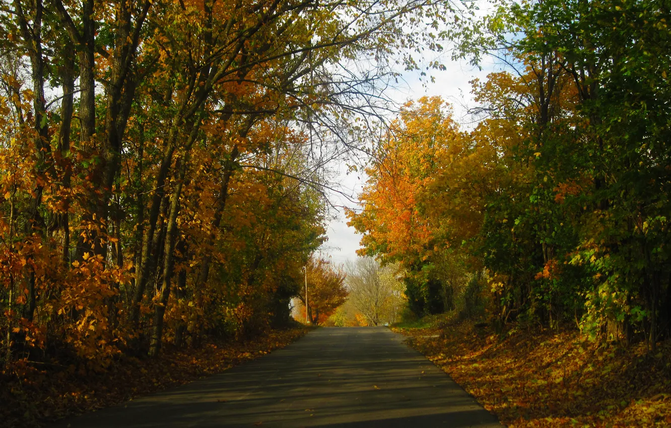 Photo wallpaper Road, Autumn, Forest, Fall, Autumn, Road, Forest