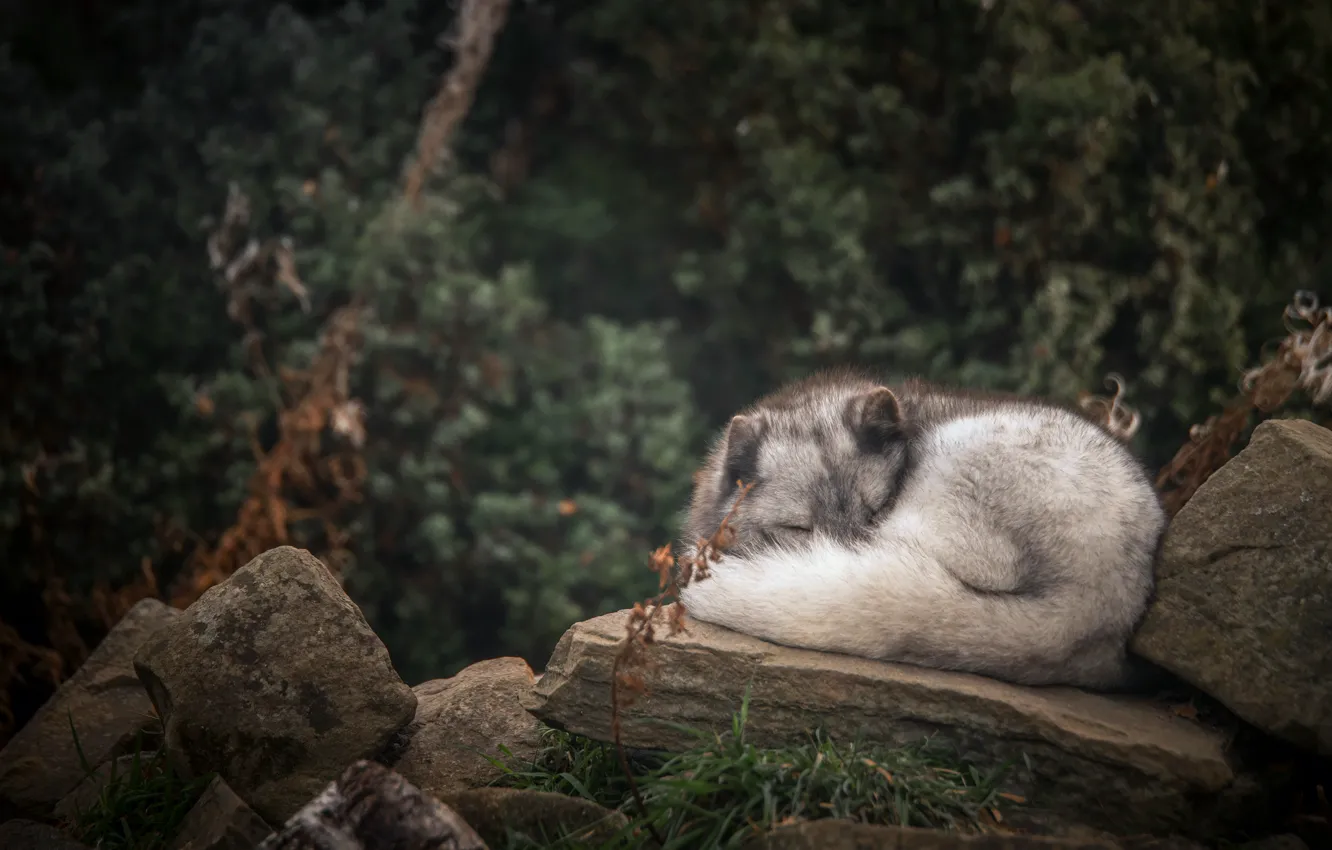 Photo wallpaper forest, grey, lies, Fox