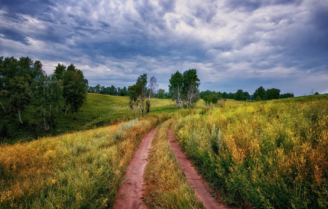 Photo wallpaper field, summer, the sky, trees
