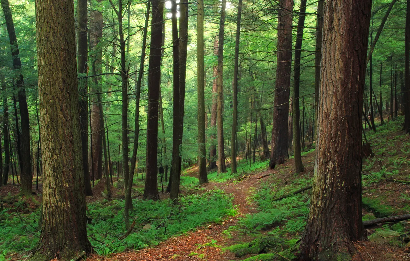 Photo wallpaper forest, trees, nature, fern, path