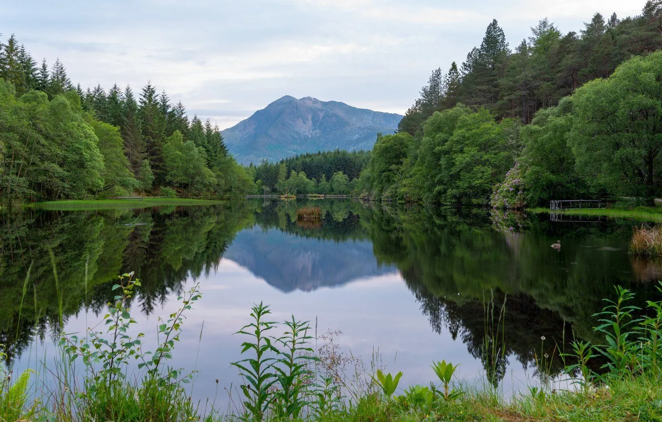 Photo wallpaper forest, the sky, grass, clouds, trees, landscape, mountains, nature