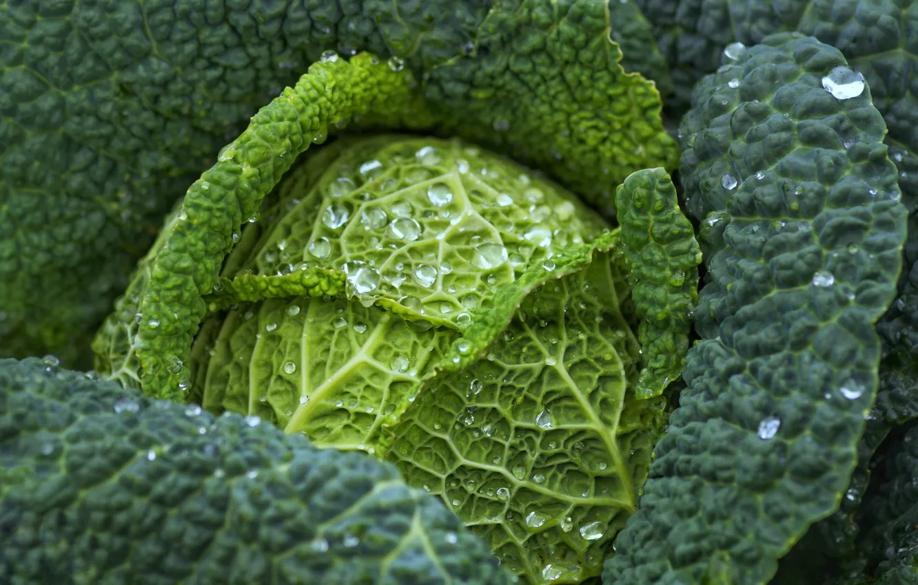 Photo wallpaper drops, Rosa, cabbage, water drops