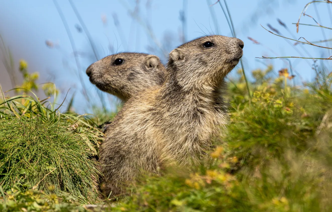 Photo wallpaper grass, nature, a couple, marmot, two Groundhog