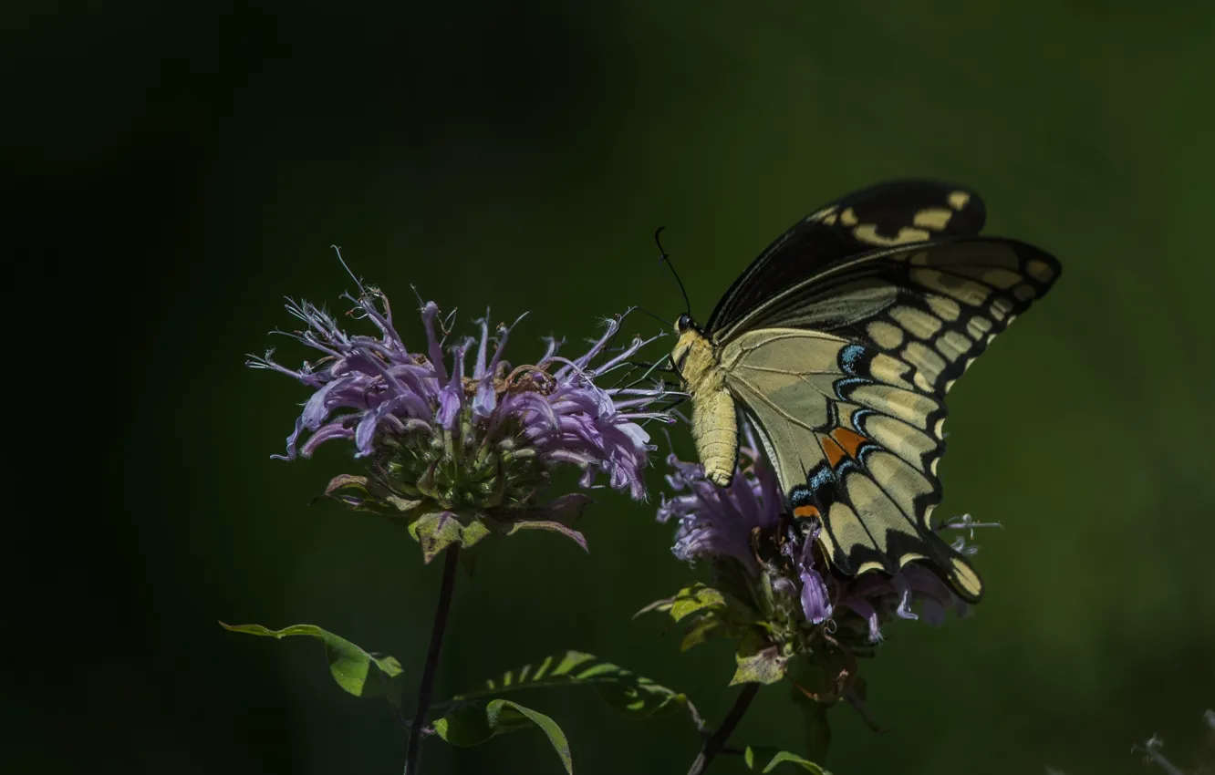 Photo wallpaper flowers, butterfly, swallowtail