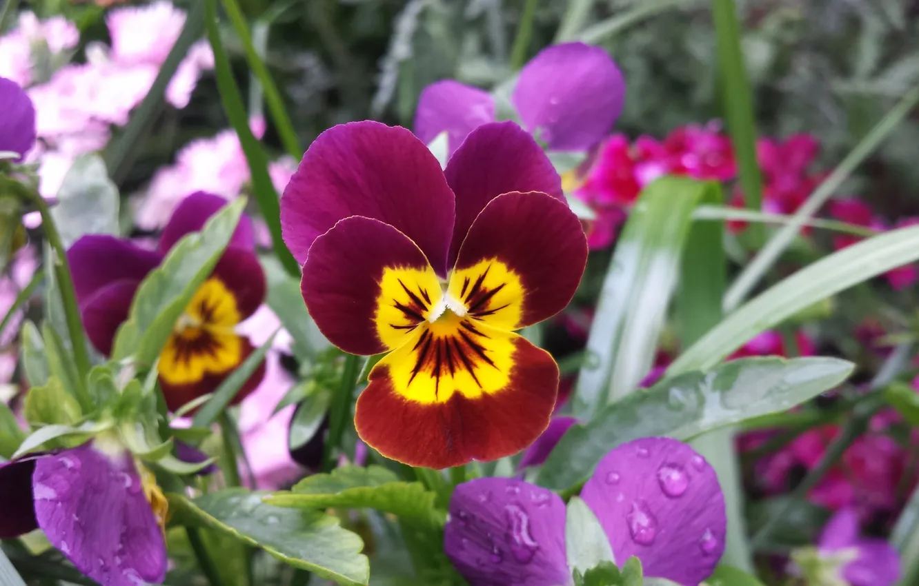 Photo wallpaper leaves, drops, flowers, spring, garden, Pansy, flowerbed, Burgundy