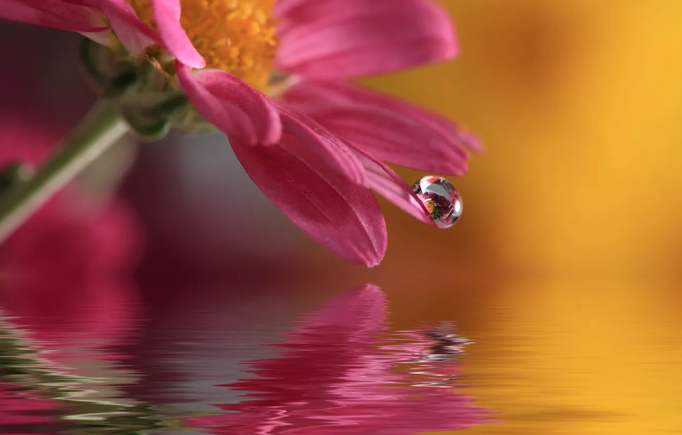 Photo wallpaper flower, water, nature, drop, macro, waterdrop