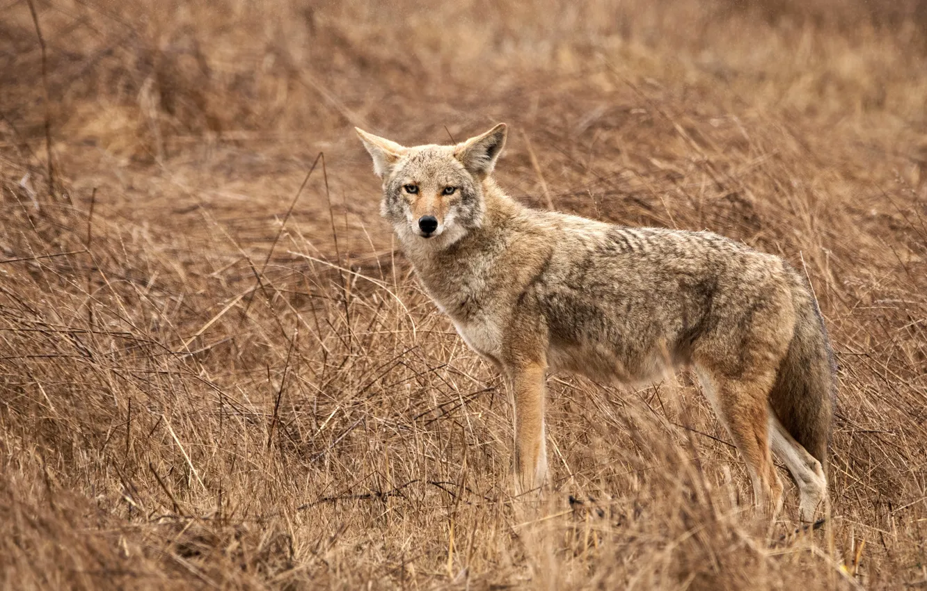 Photo wallpaper field, grass, wolf, coyote