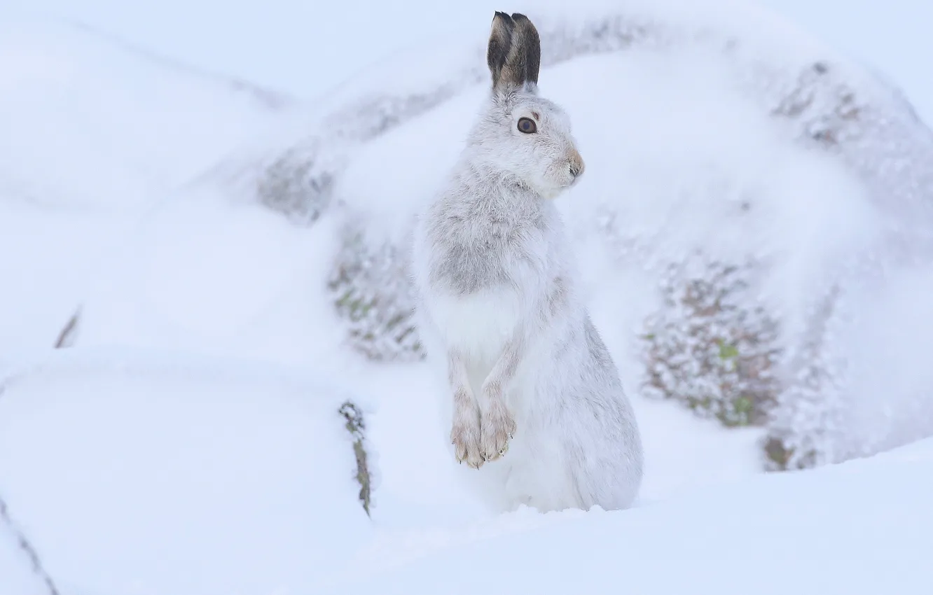 Photo wallpaper winter, snow, hare, stand