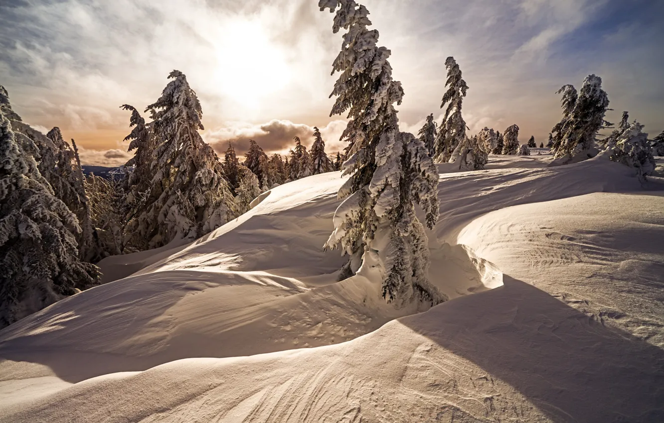 Photo wallpaper winter, forest, the sky, the sun, clouds, light, snow, nature