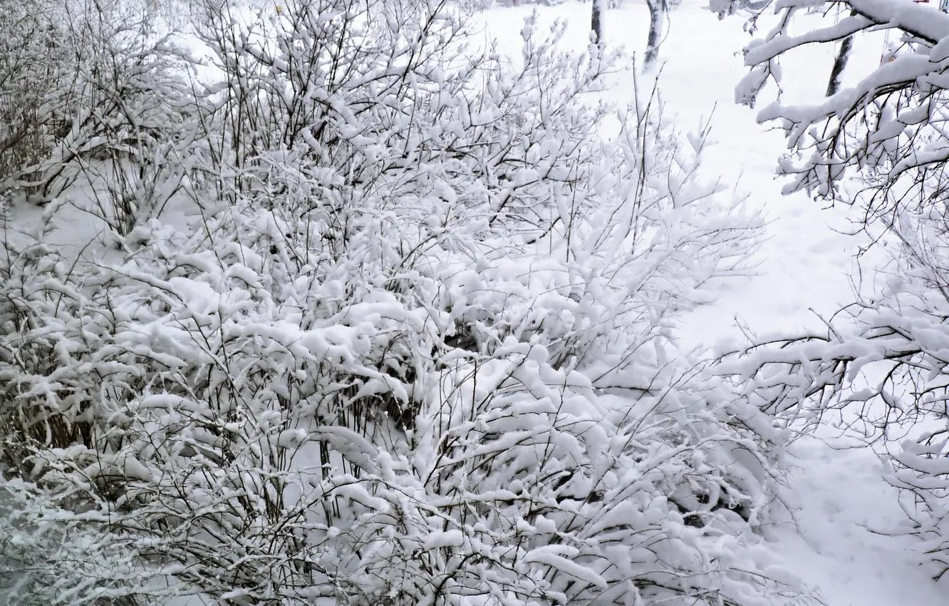 Photo wallpaper winter, snow, landscape, January 2025
