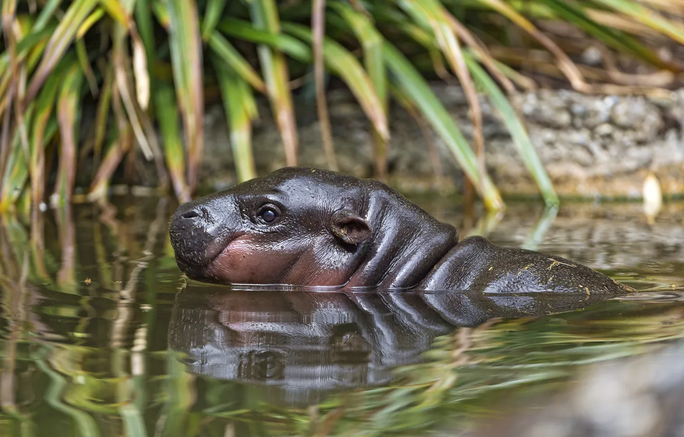 Photo wallpaper bathing, profile, Hippo, cub, ©Tambako The Jaguar