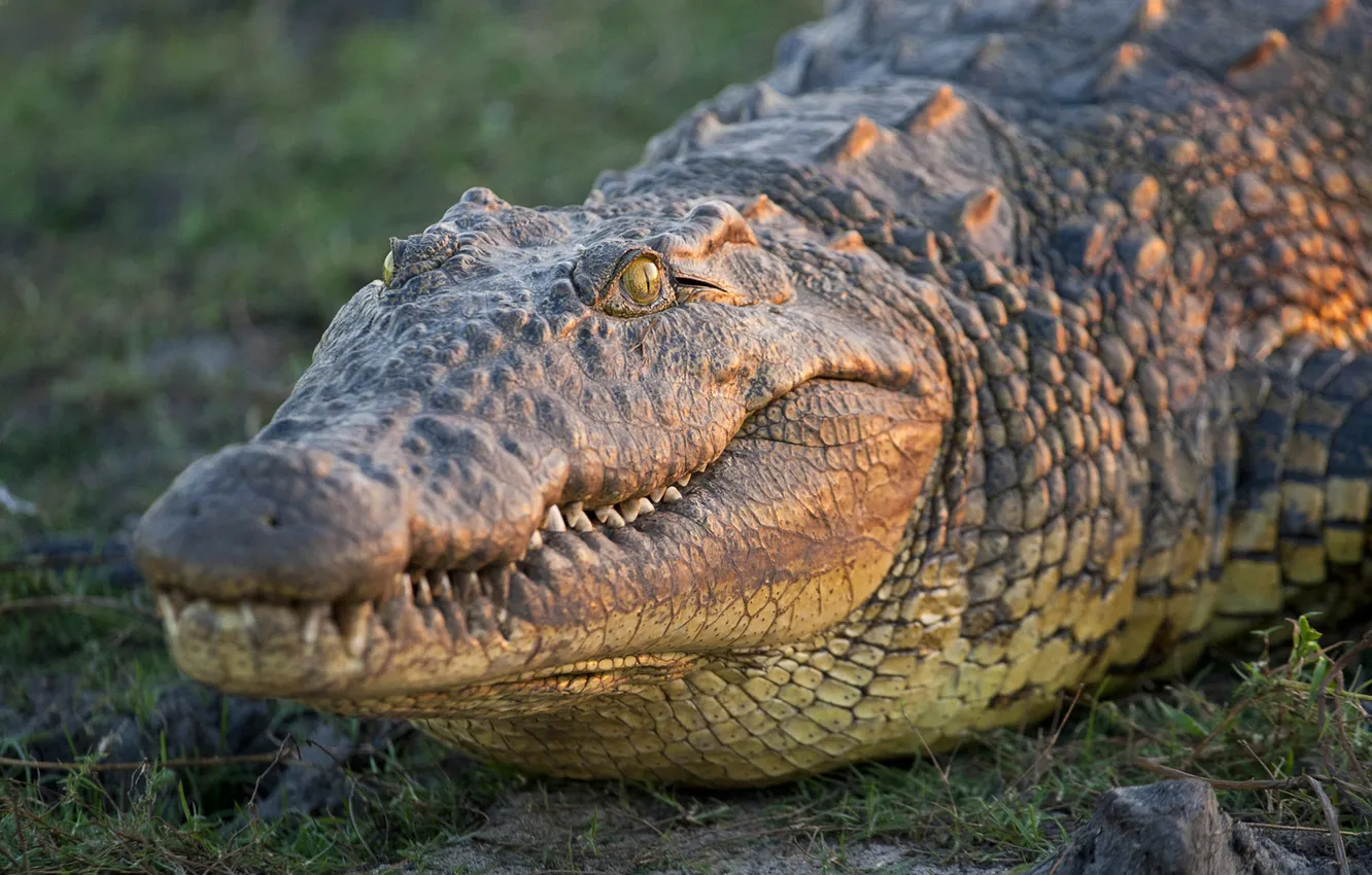 Photo wallpaper eyes, crocodile, head, teeth, scales