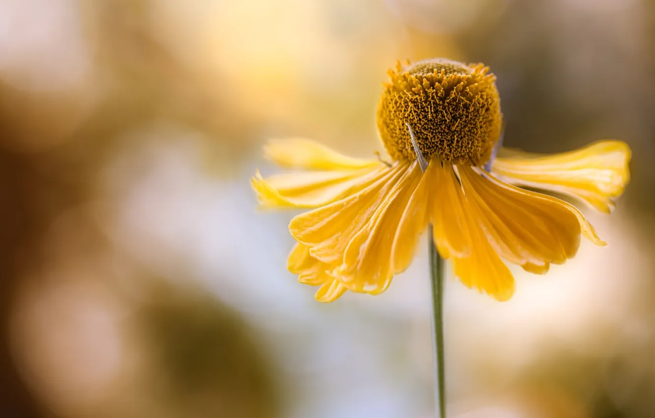 Photo wallpaper macro, flowers, yellow