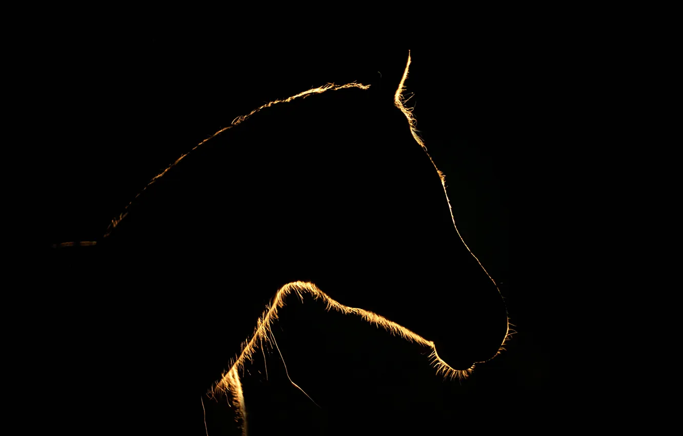 Photo wallpaper nature, background, horse