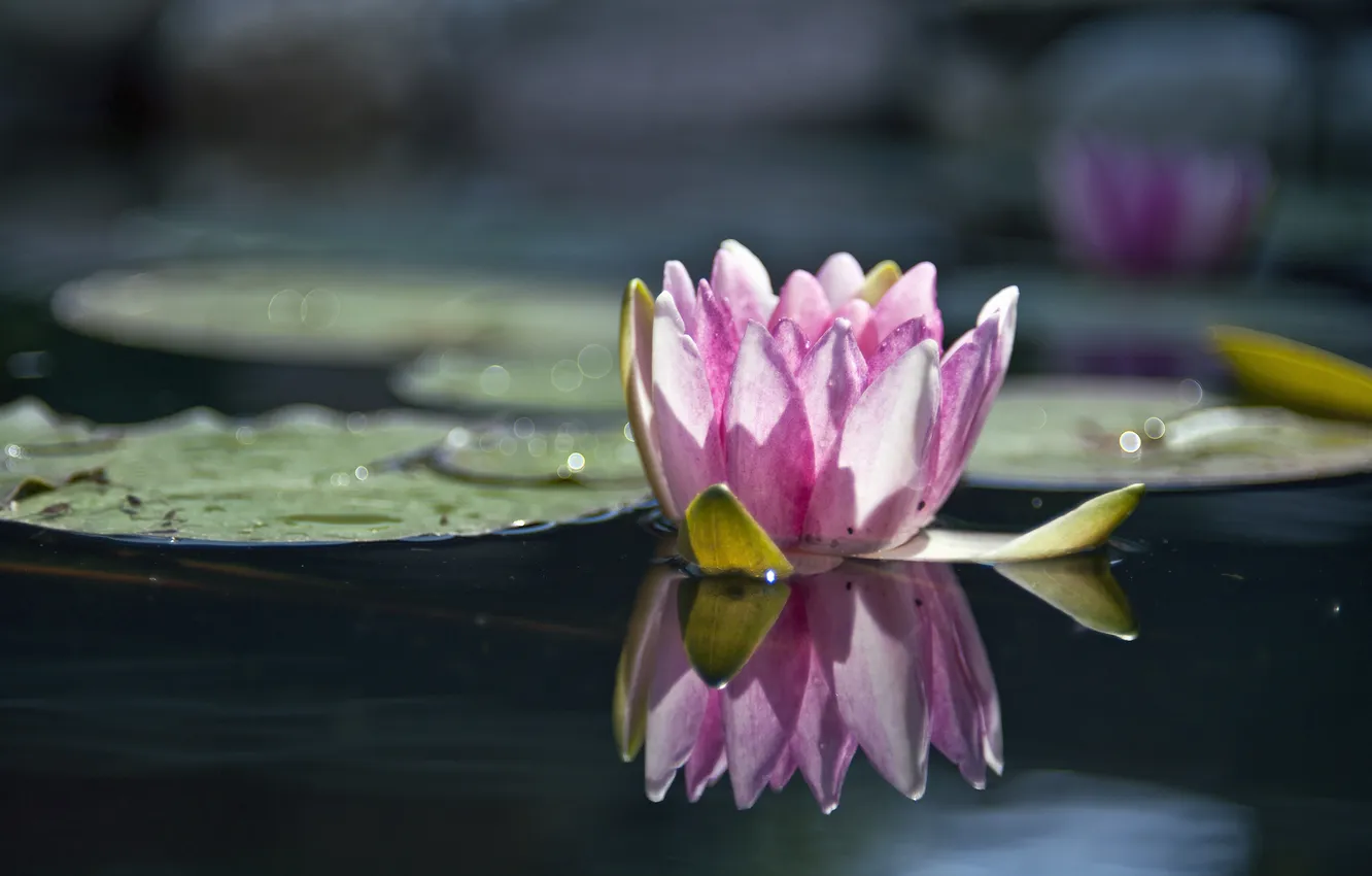 Photo wallpaper flower, water, macro, light, nature, lake, pond, surface