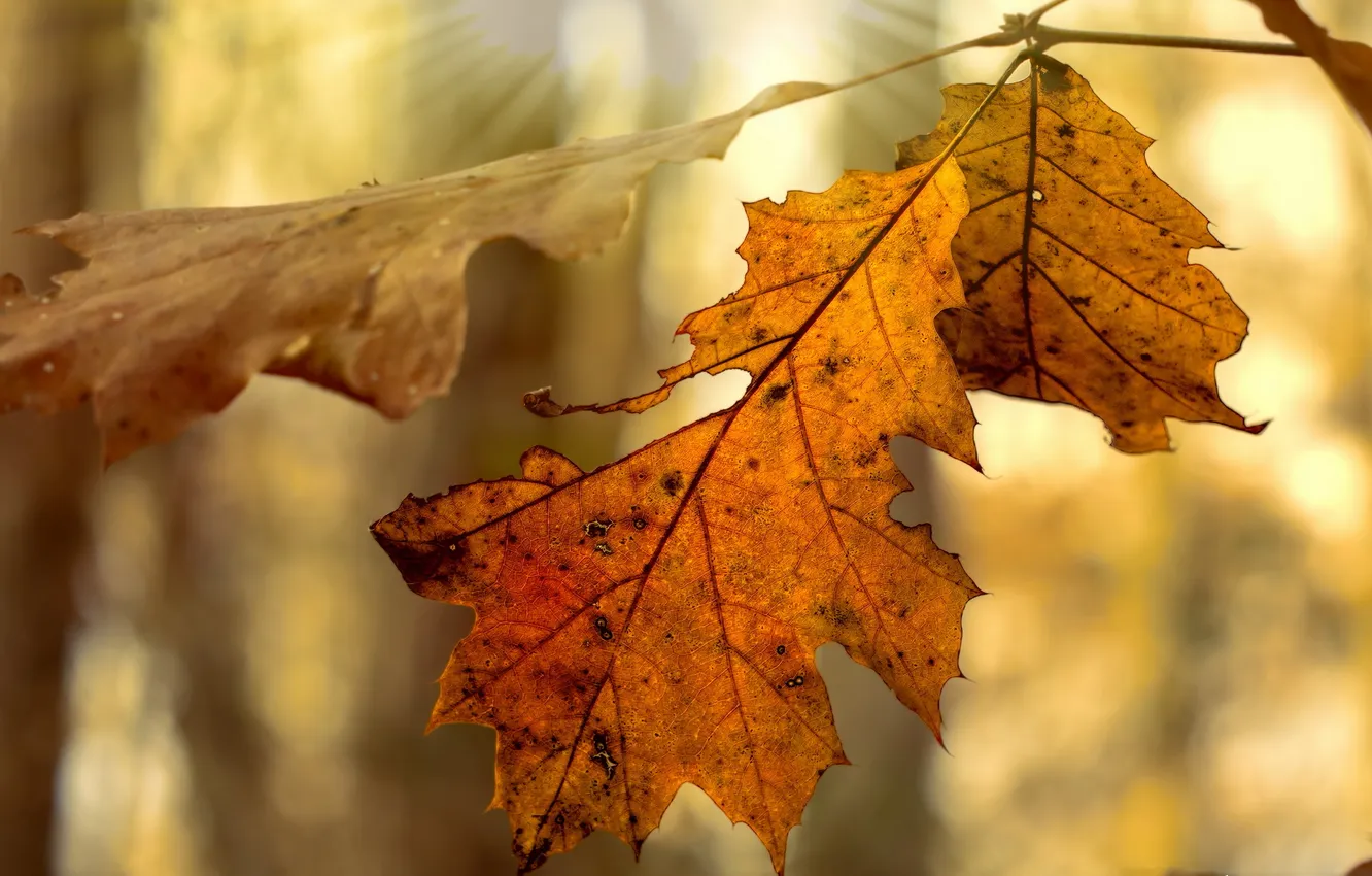 Photo wallpaper autumn, leaves, nature