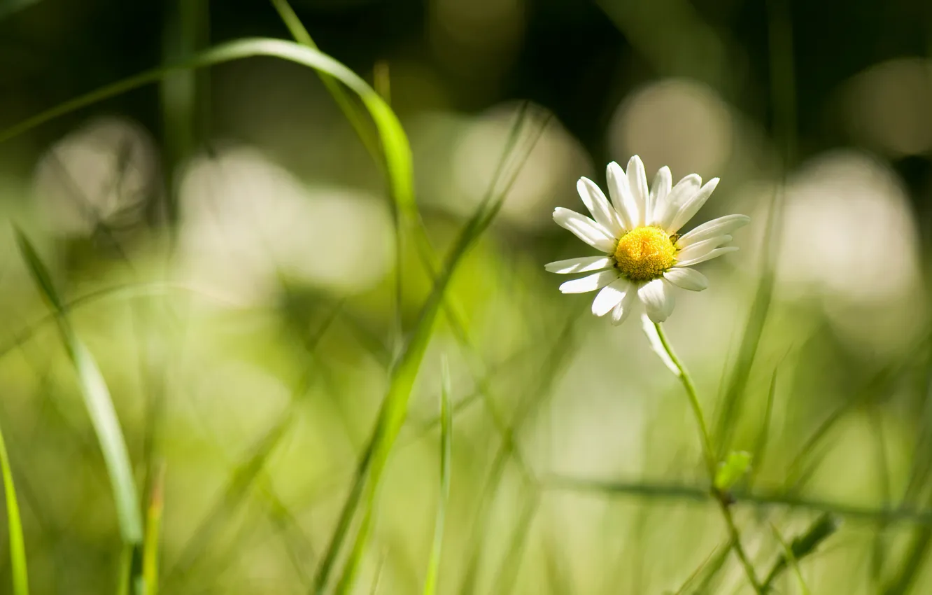 Photo wallpaper grass, macro, light, flowers, chamomile, bokeh
