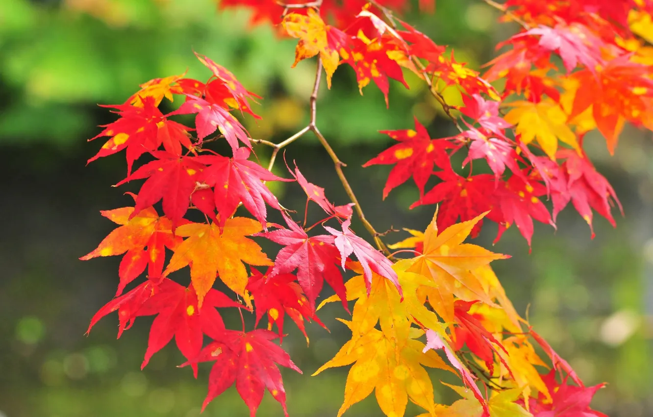 Photo wallpaper autumn, leaves, branches, maple