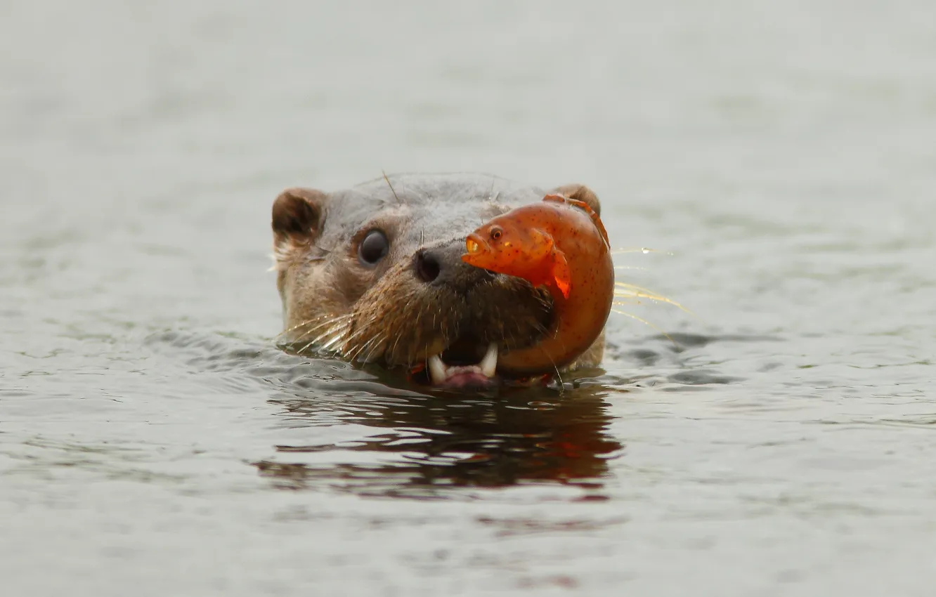 Photo wallpaper water, fish, catch, otter