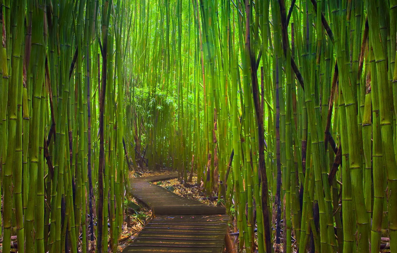 Photo wallpaper thickets, bamboo, path
