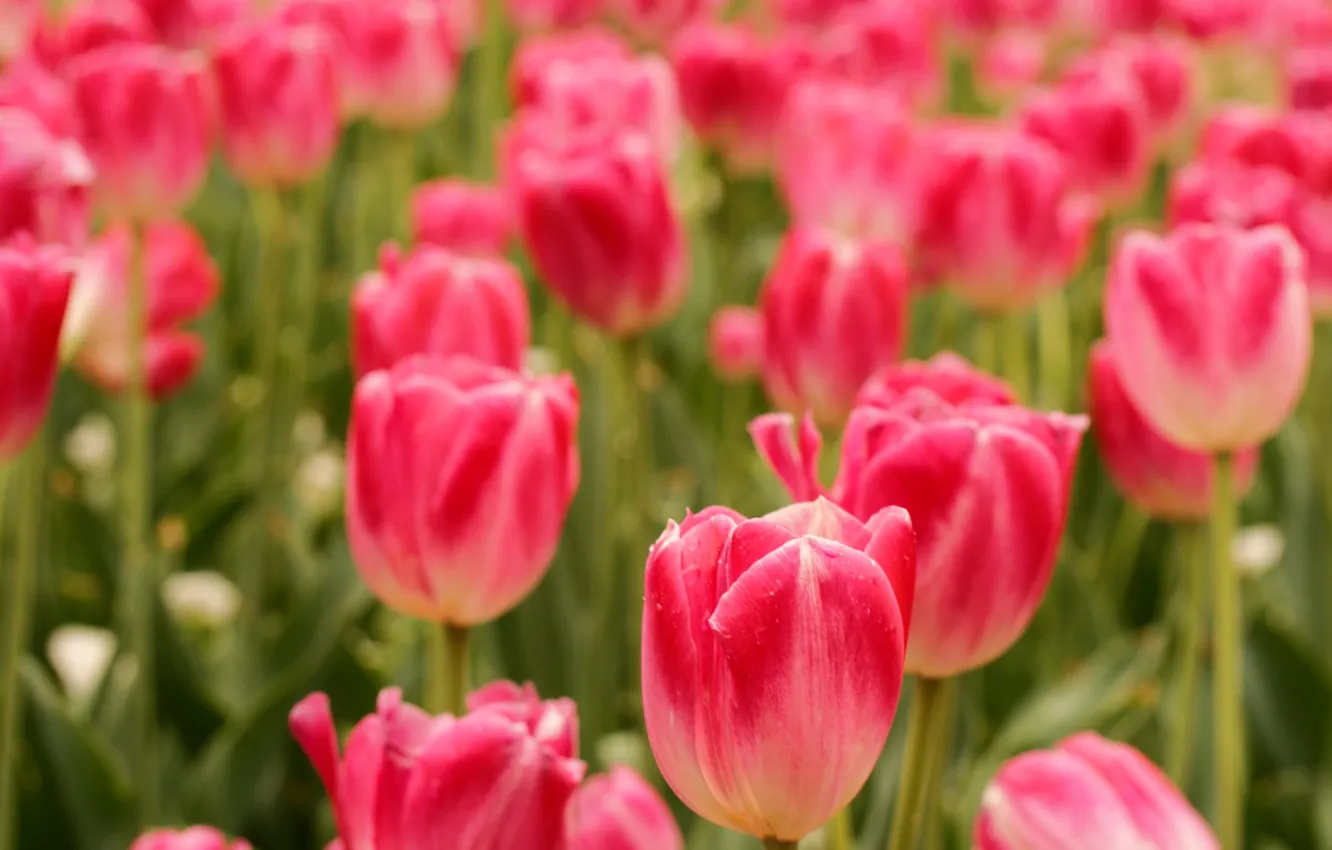 Photo wallpaper field, flowers, spring, tulips