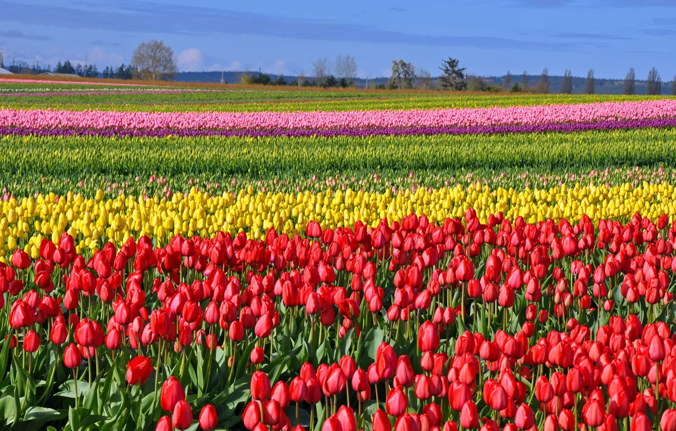 Photo wallpaper field, spring, tulips, fields, tulips, colored
