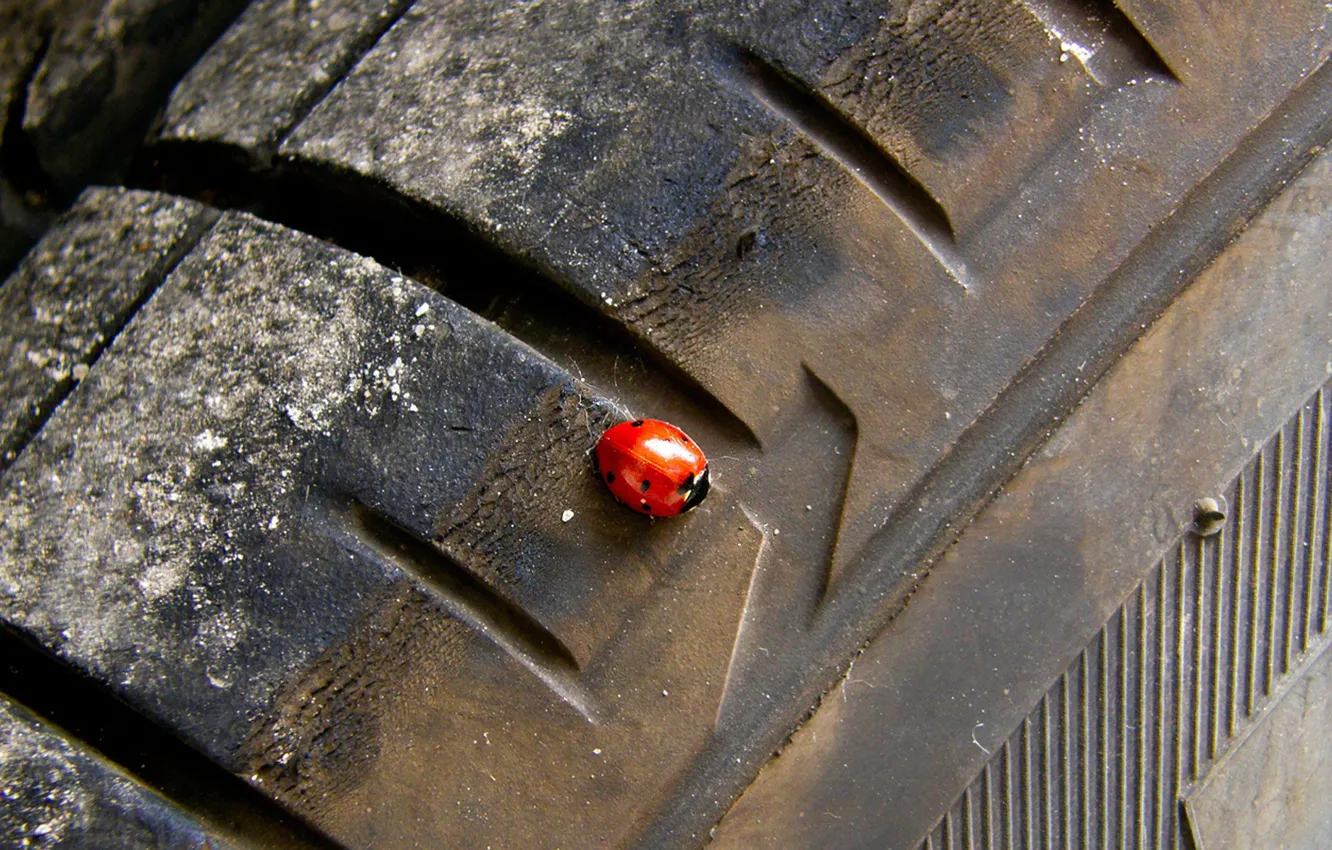 Photo wallpaper beetle, wheel
