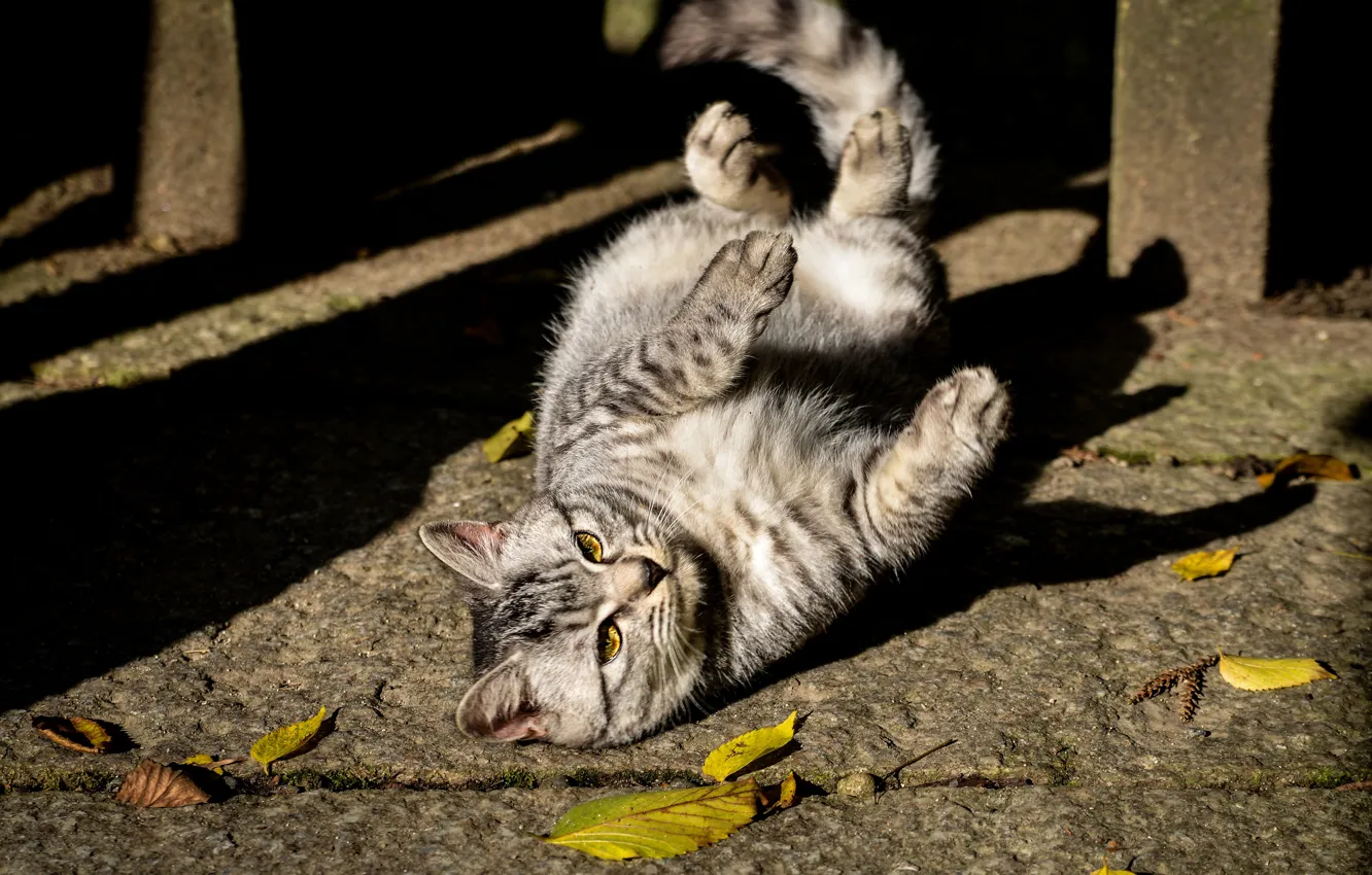 Photo wallpaper cat, cat, light, street, lies
