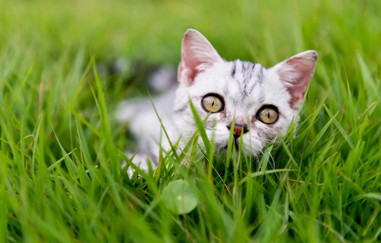 Photo wallpaper cat, grass, look, pose, grey, glade, kitty, face