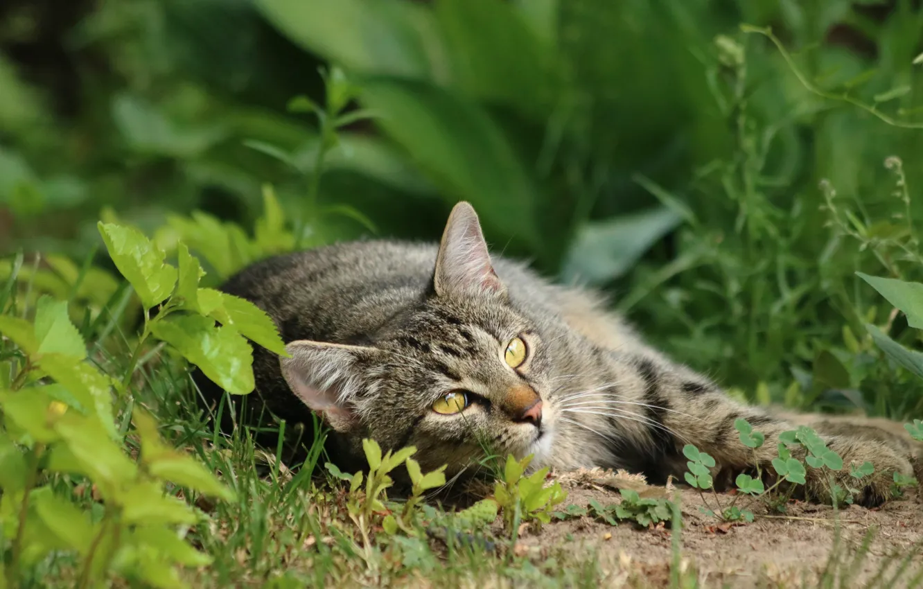 Photo wallpaper greens, cat, summer, grass, cat, look, leaves, nature