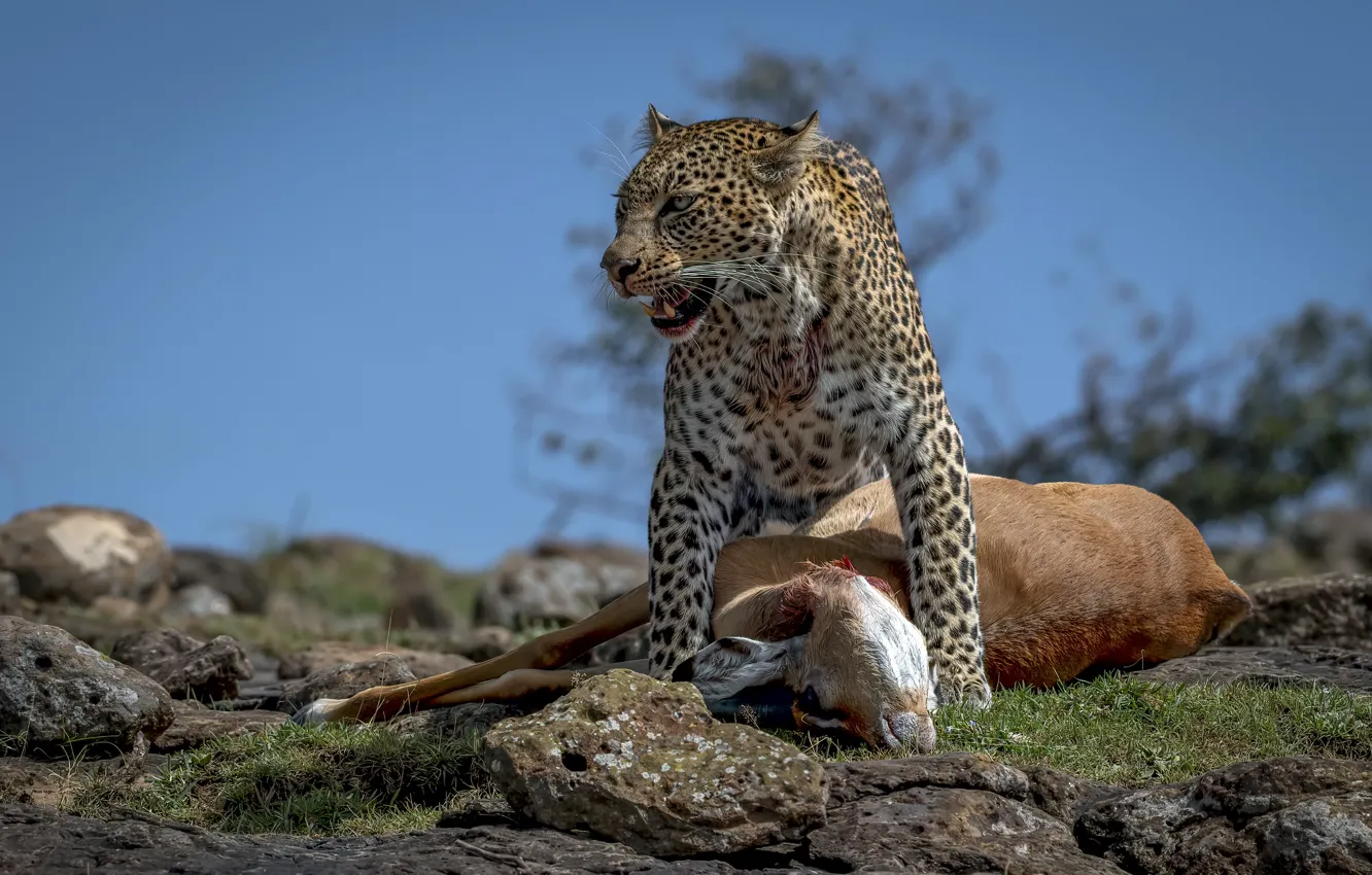 Photo wallpaper hunting, beast, Leopard