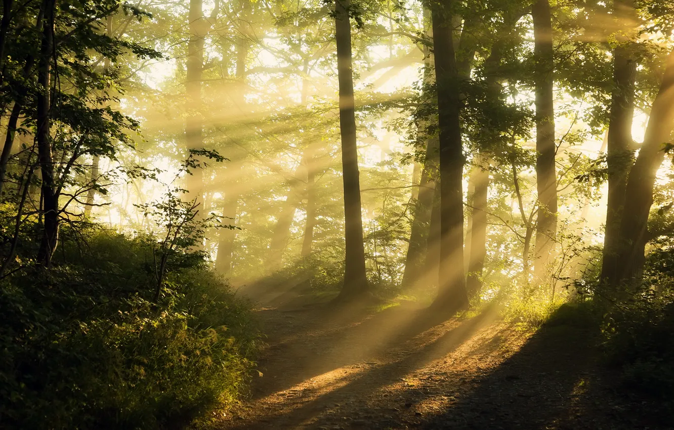 Photo wallpaper forest, light, nature, fog, morning