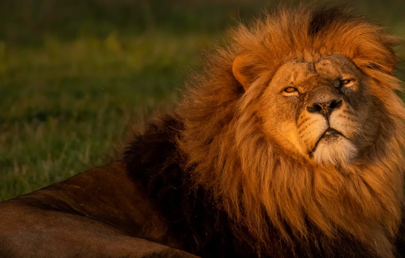 Photo wallpaper look, face, portrait, Leo, mane, the king of beasts, wild cat