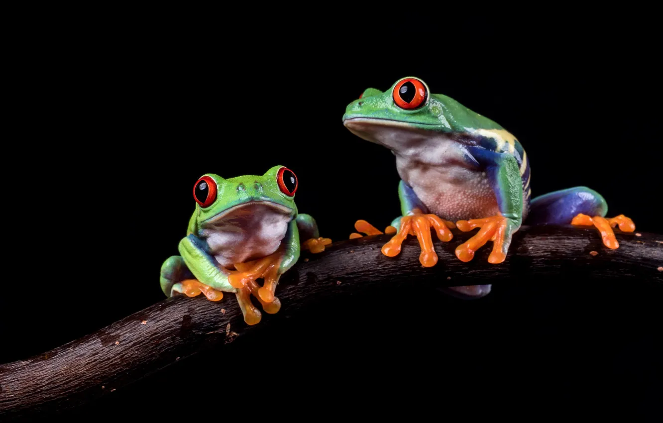 Photo wallpaper look, macro, branches, pose, green, two, frog, pair