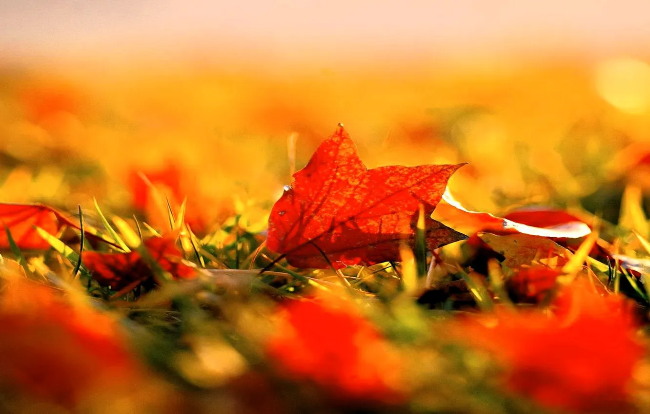 Photo wallpaper autumn, grass, leaves, maple