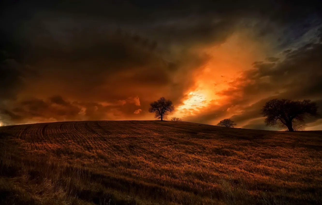 Wallpaper field, night, tree for mobile and desktop, section пейзажи