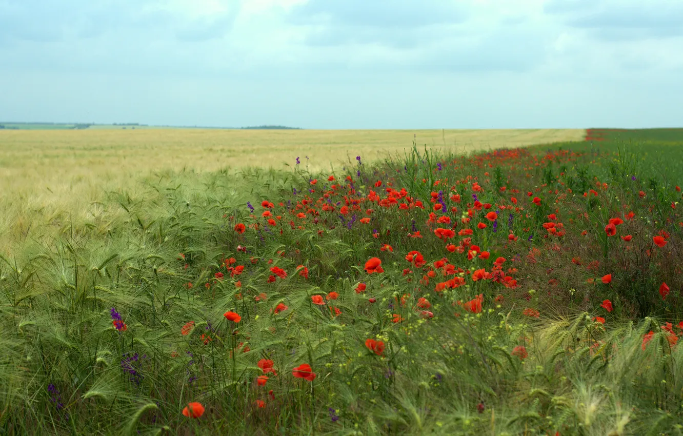 Photo wallpaper field, summer, the sky, flowers, nature, view, Maki, dal