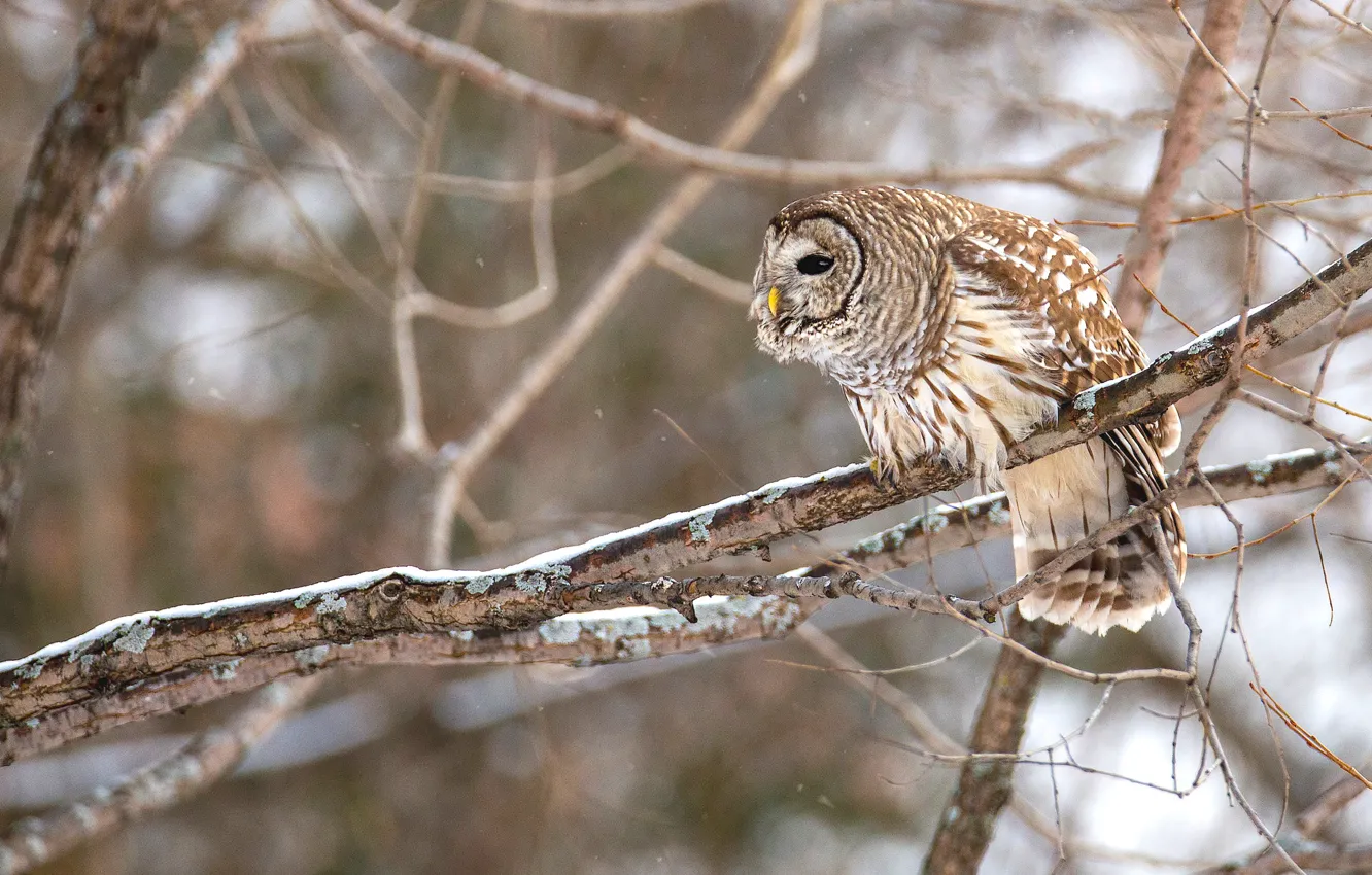Photo wallpaper winter, trees, branches, pose, owl, bird, owl