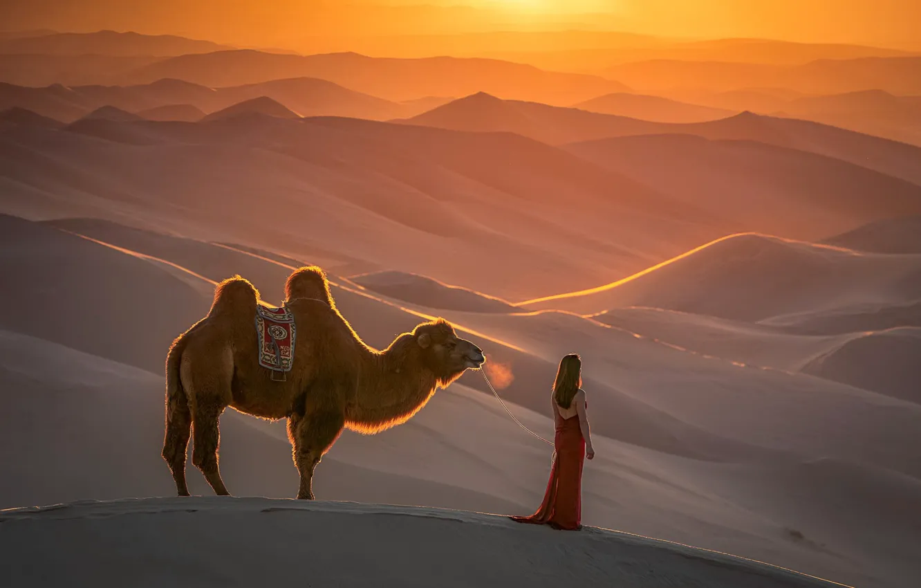 Photo wallpaper girl, nature, desert, camel