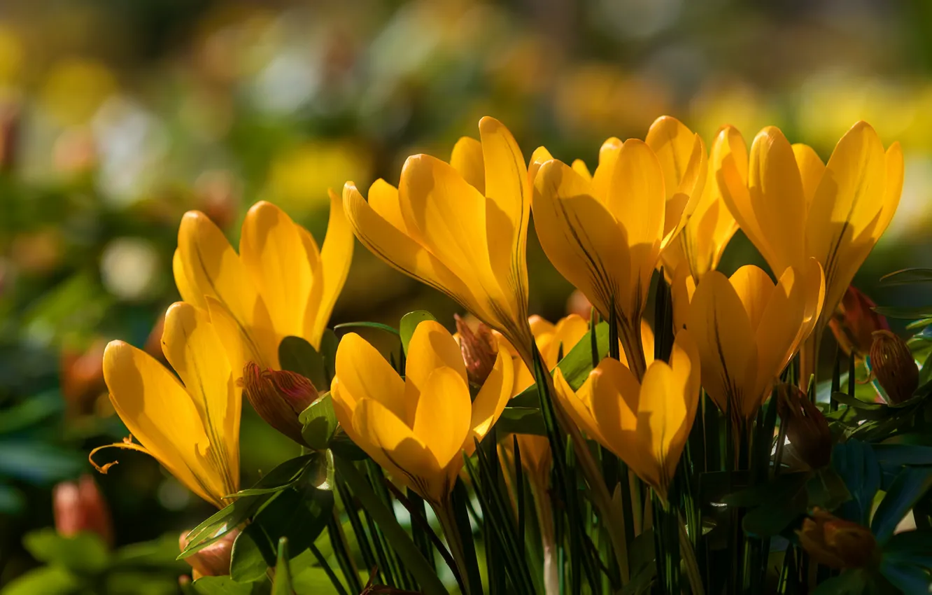 Photo wallpaper yellow, spring, crocuses, saffron