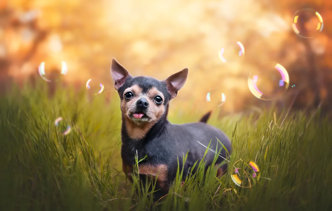 Photo wallpaper language, grass, look, nature, glade, dog, bubbles, puppy