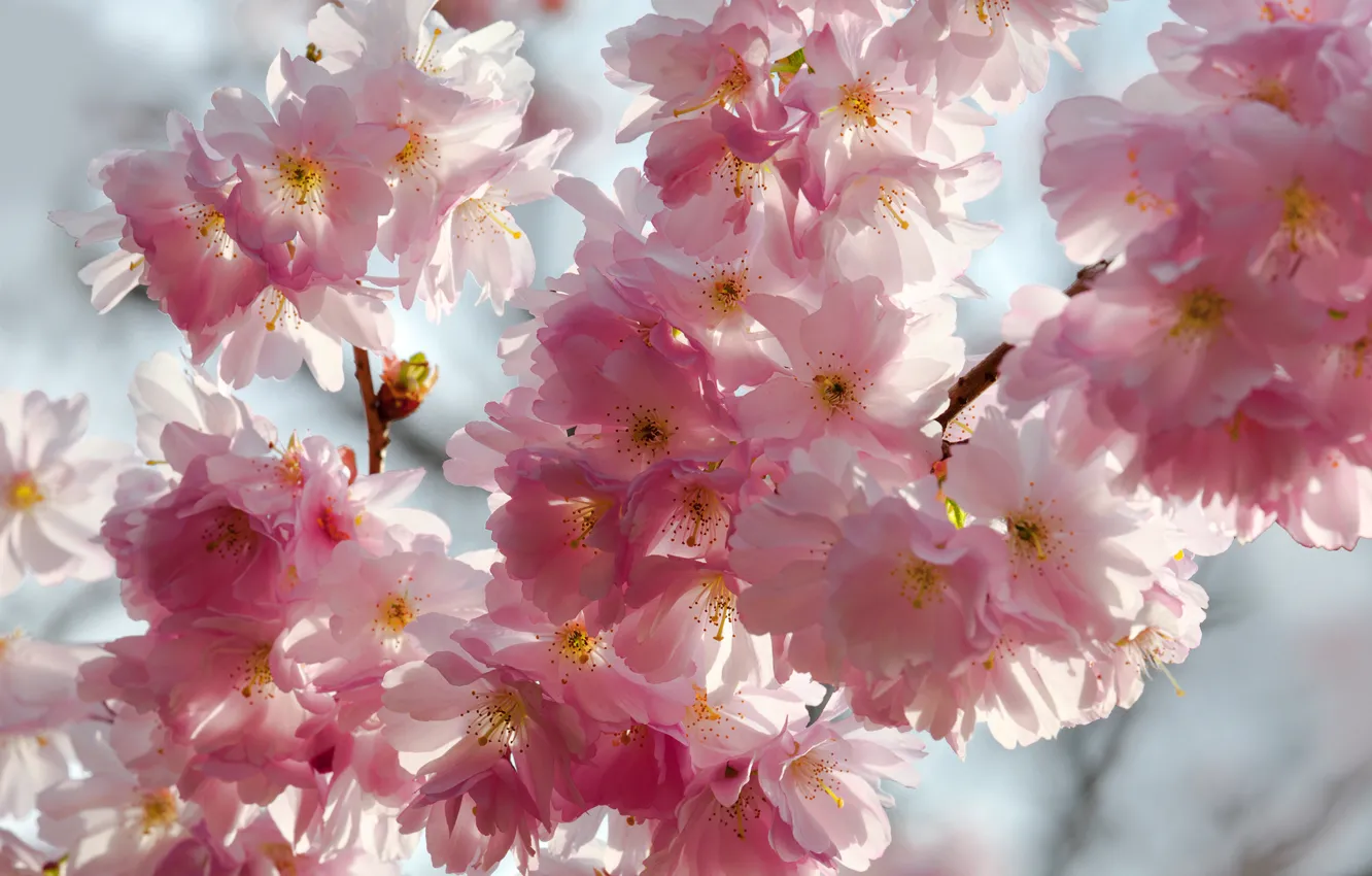 Photo wallpaper the sky, macro, flowers, branches, cherry, beauty, spring, petals