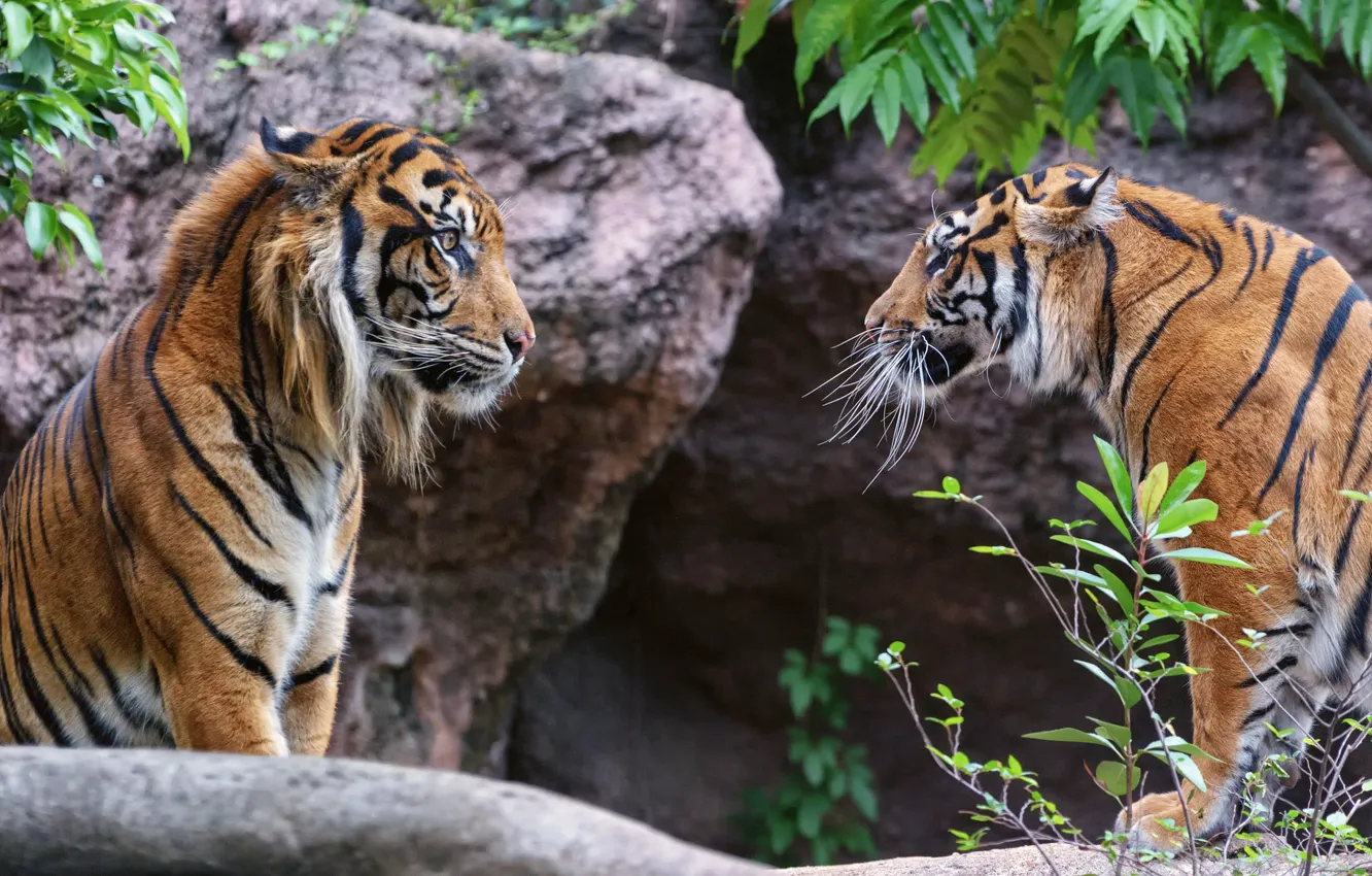 Photo wallpaper look, cats, tiger, pair, profile, Sumatran
