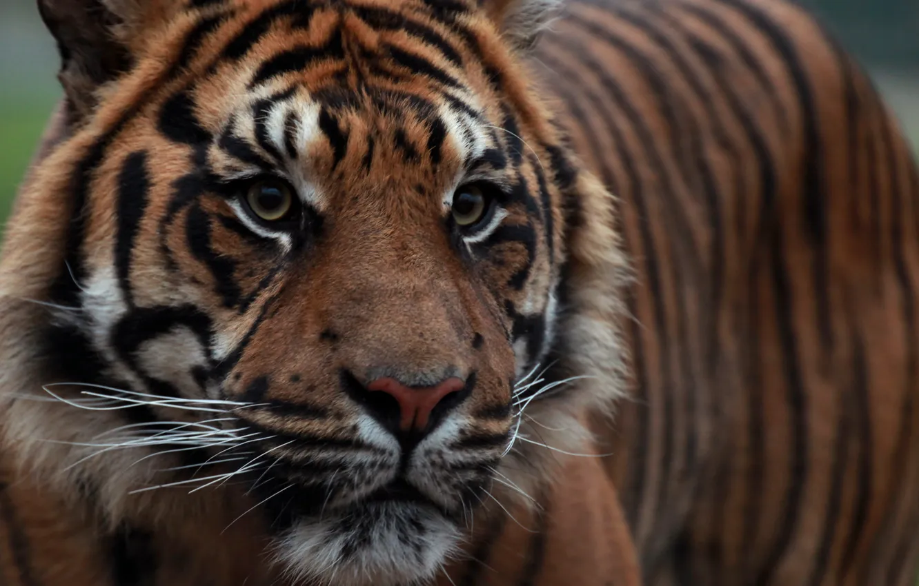 Photo wallpaper look, face, tiger, Sumatran