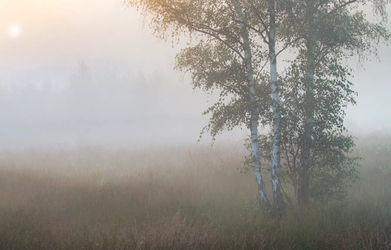 Photo wallpaper trees, fog, morning