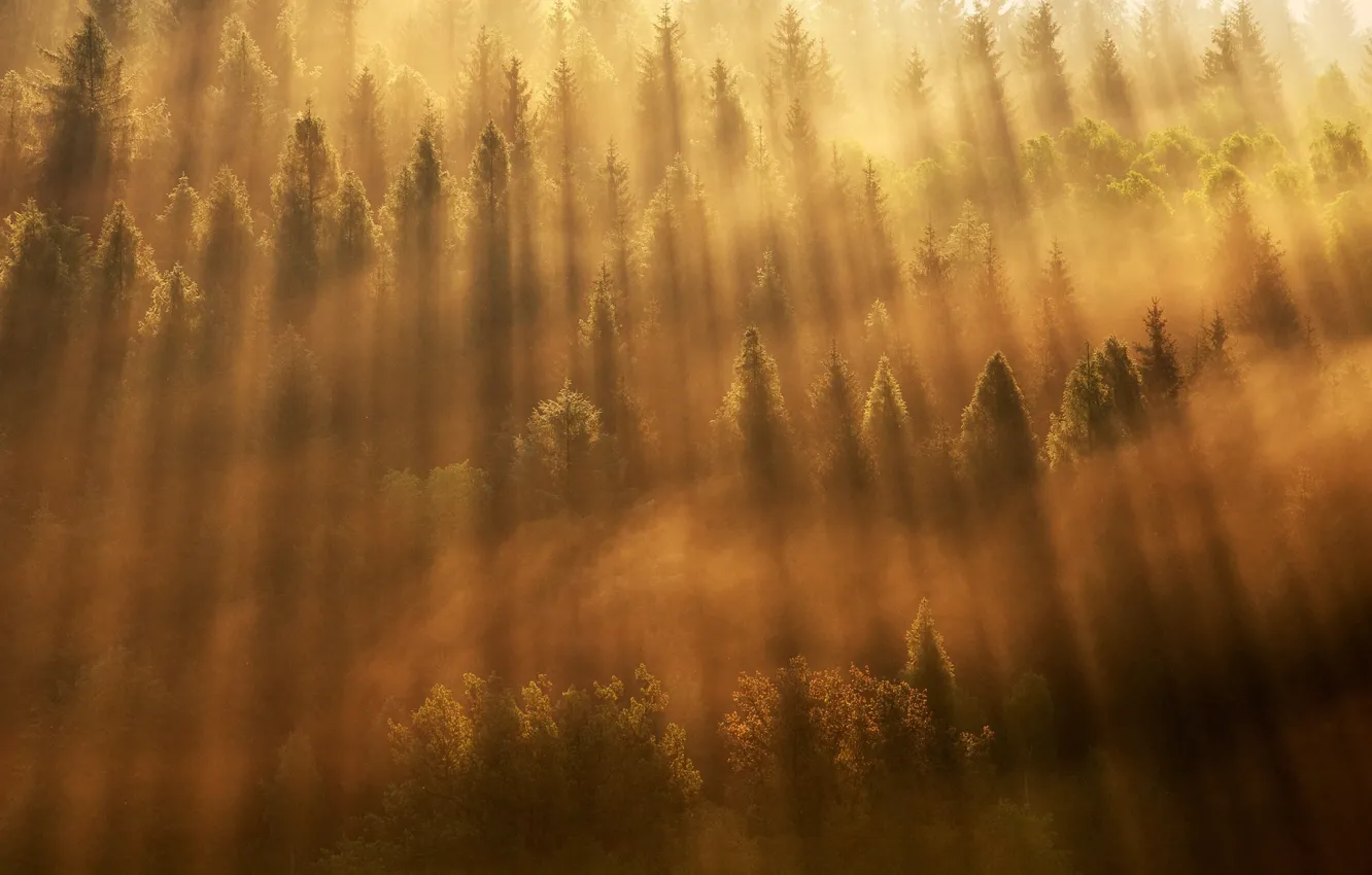 Photo wallpaper forest, light, trees, fog, morning