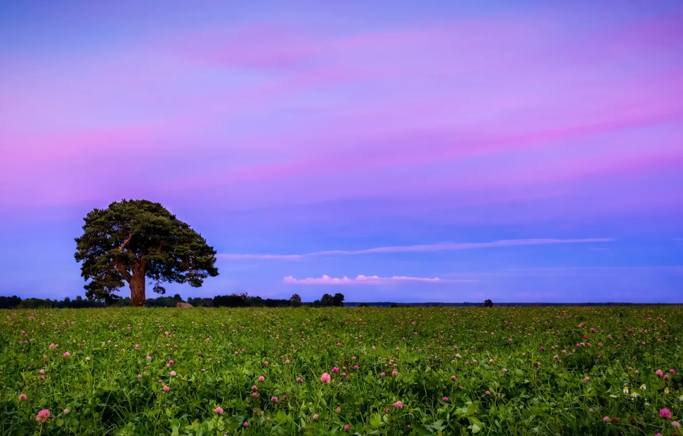 Photo wallpaper field, landscape, sunset, clover