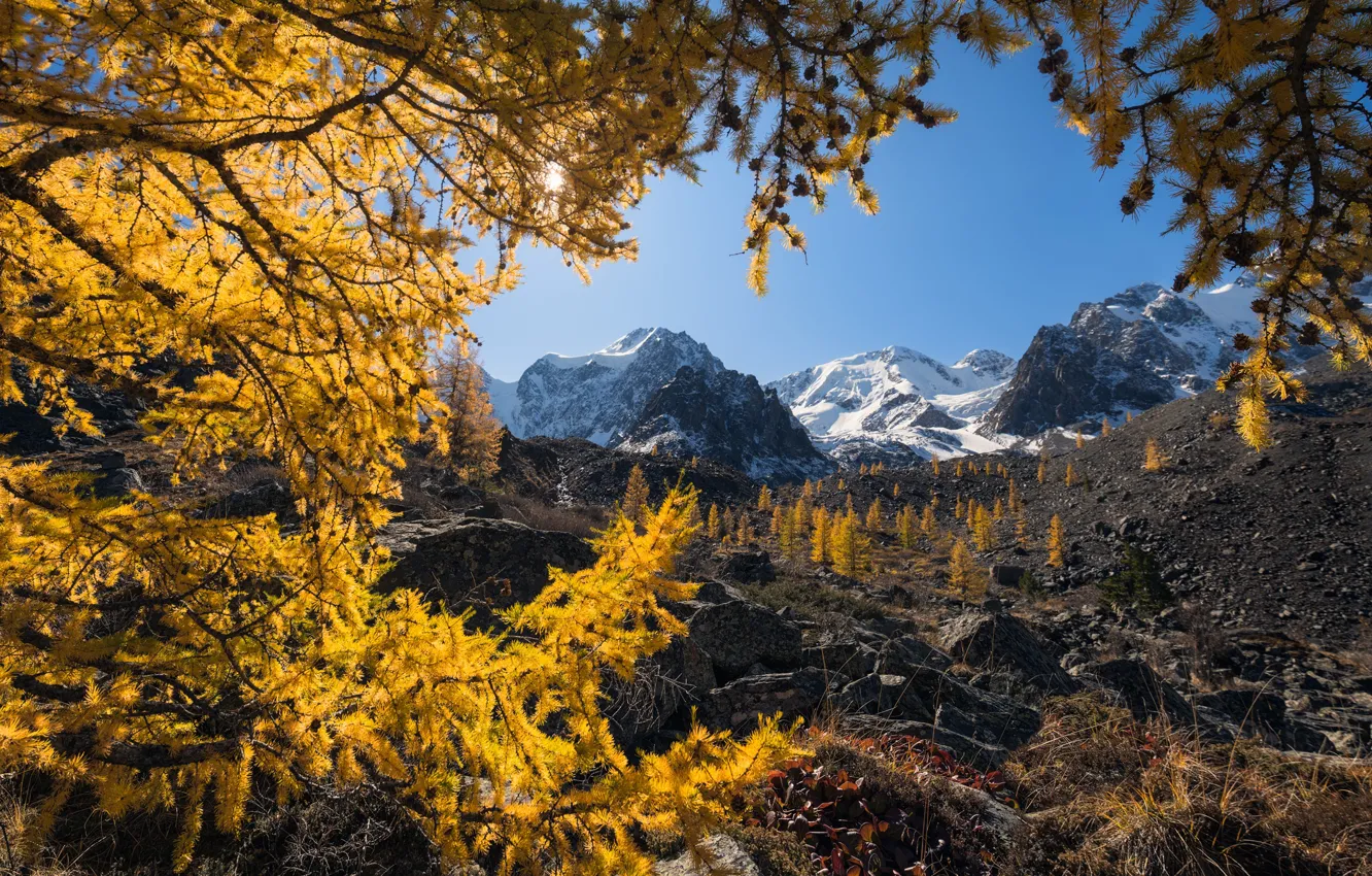 Photo wallpaper mountains, branches, Russia, Altay, larch, The Altai mountains