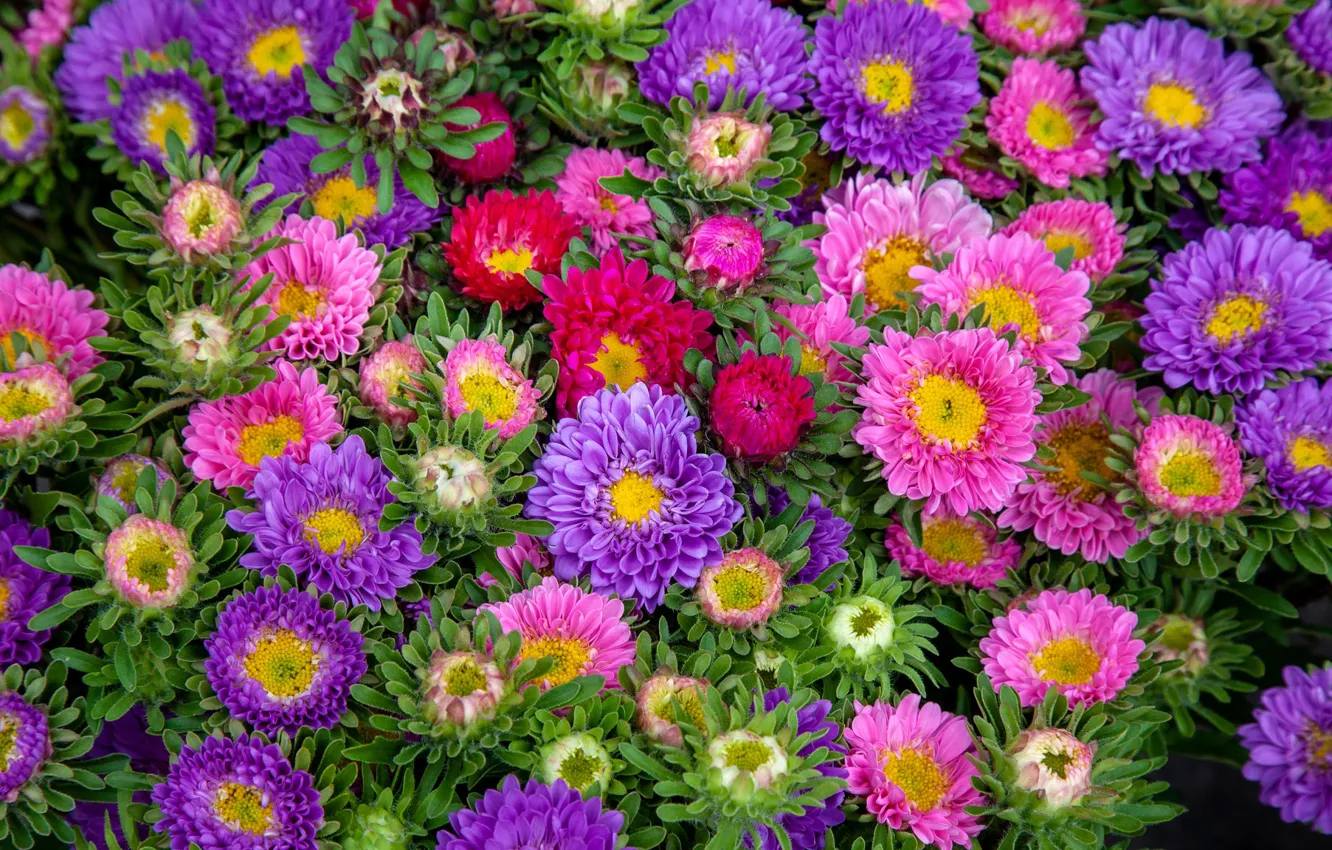 Photo wallpaper flowers, colorful, a lot, asters